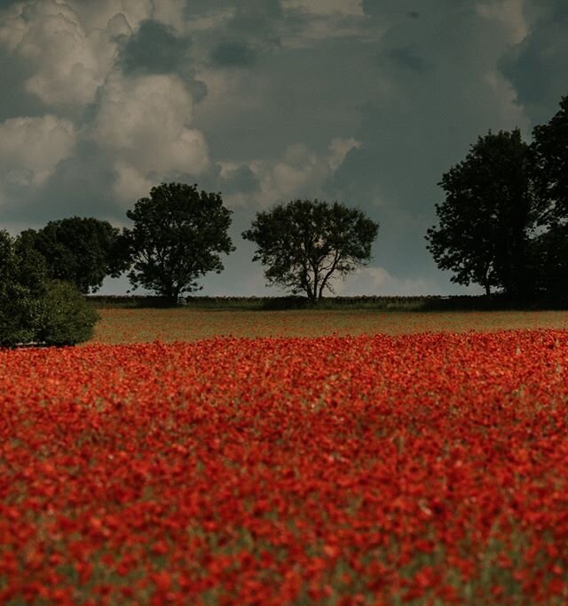 Poppies #4  #poppies #summer #cotswolds #condicote #environment #globalwarming #climatechange #health #beauty #travel  #landscape #photography #urban #landscape #urbanphotography #travelphotography #documentaryphotography #documentary #photographer #