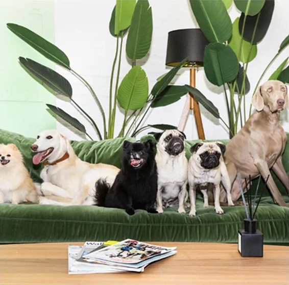 Image by Doggo Style Market