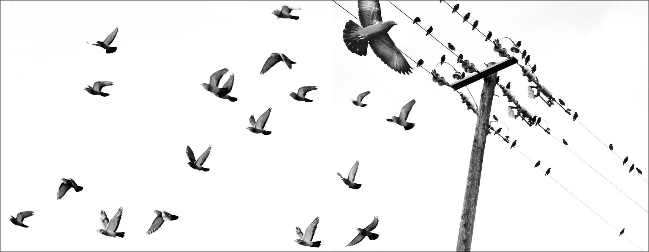 Flight — Tommy Crow | Fine Art Photography