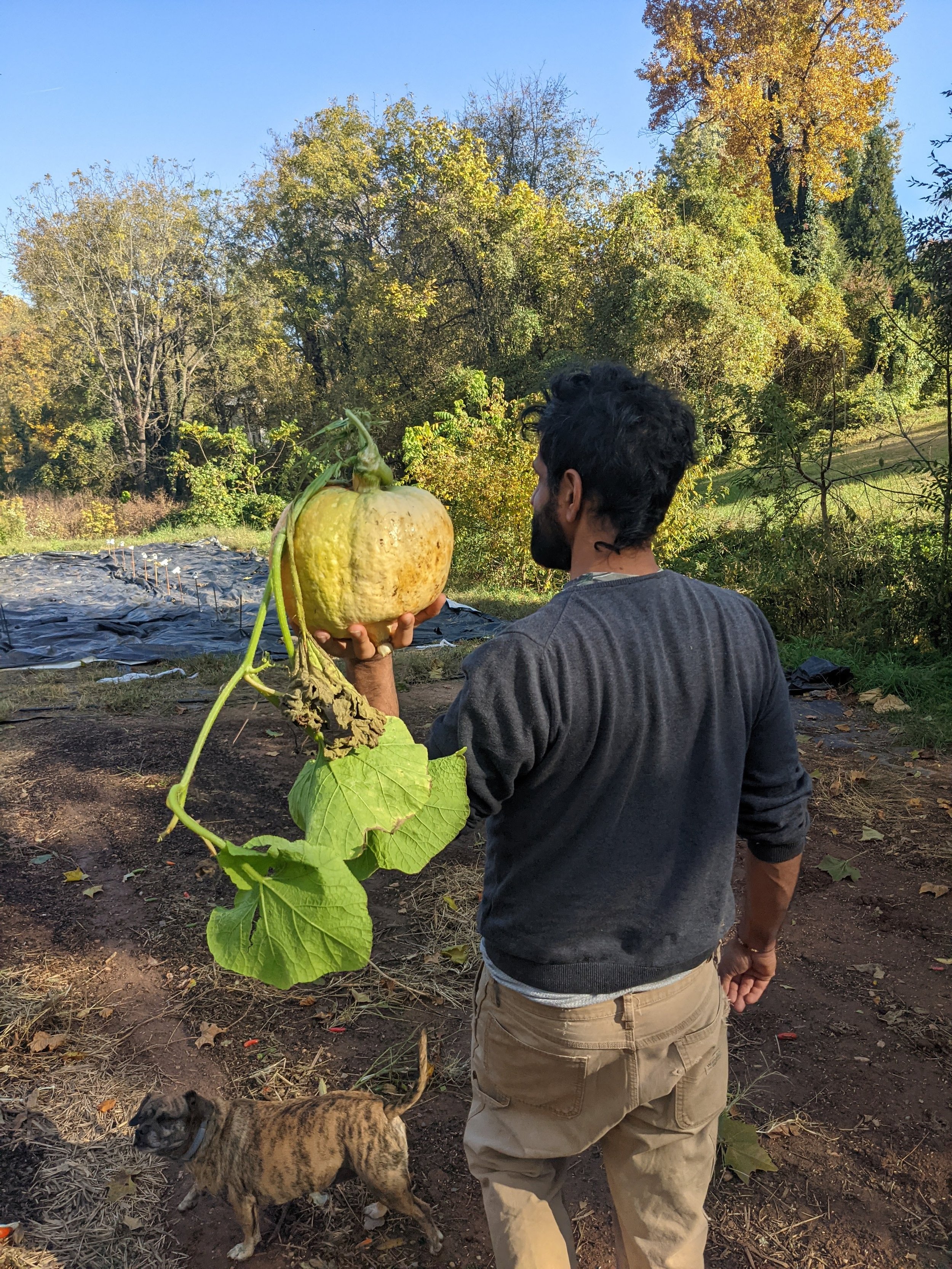 sunil pumpkin.jpeg