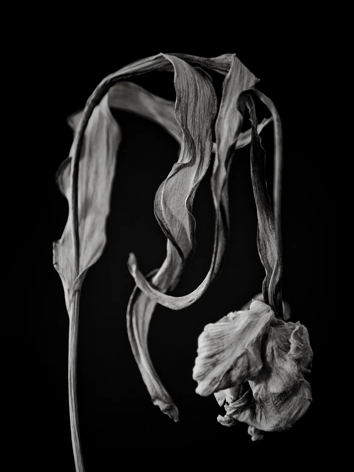 condolance_no8_30x40 kopiera.jpg