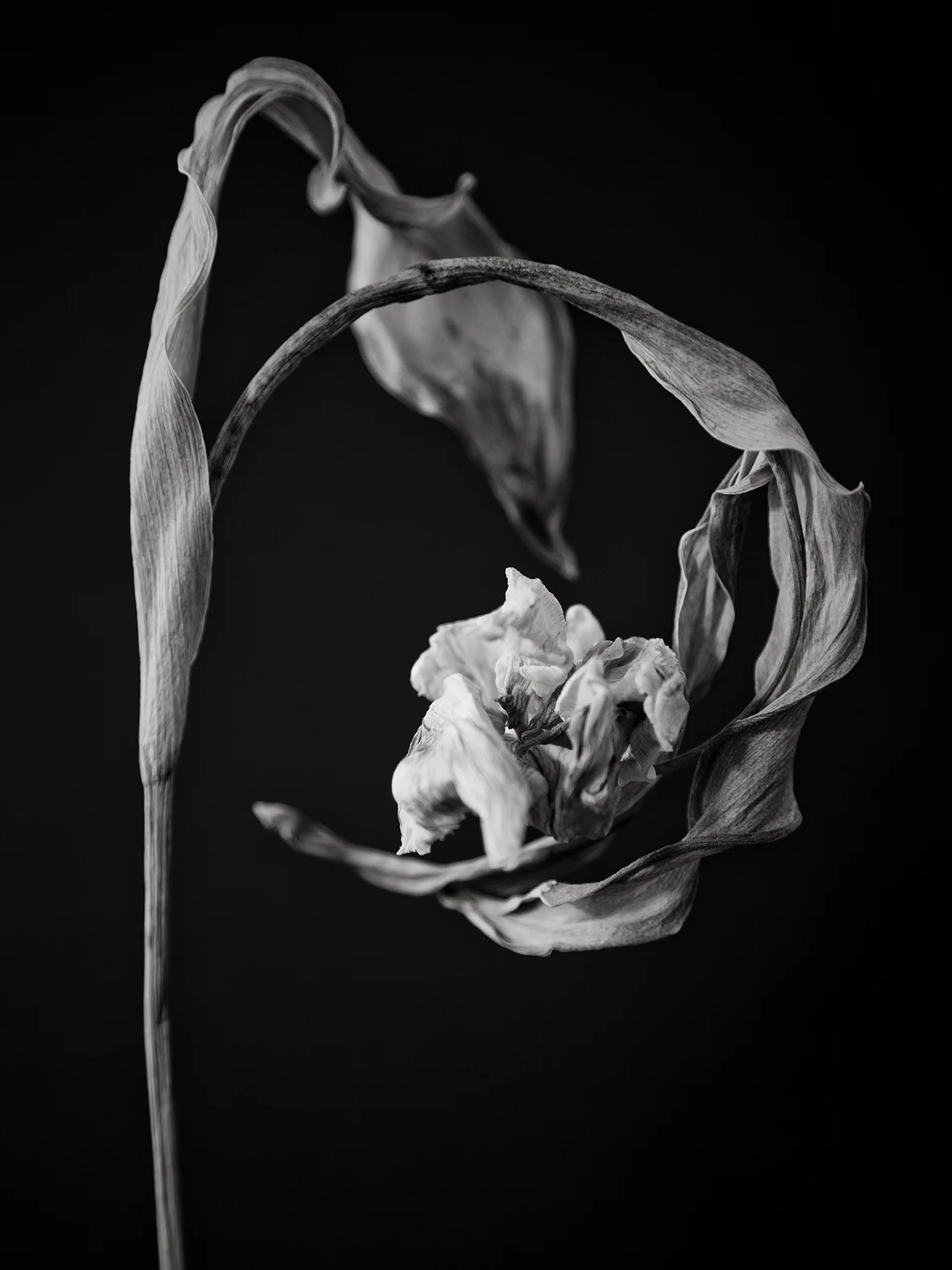 condolance_no10_30x40 kopiera.jpg
