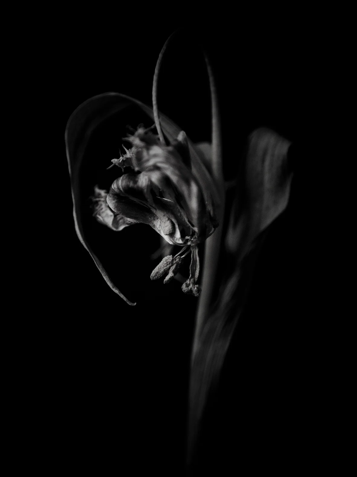 Condolance_no16_30x40 kopiera.jpg