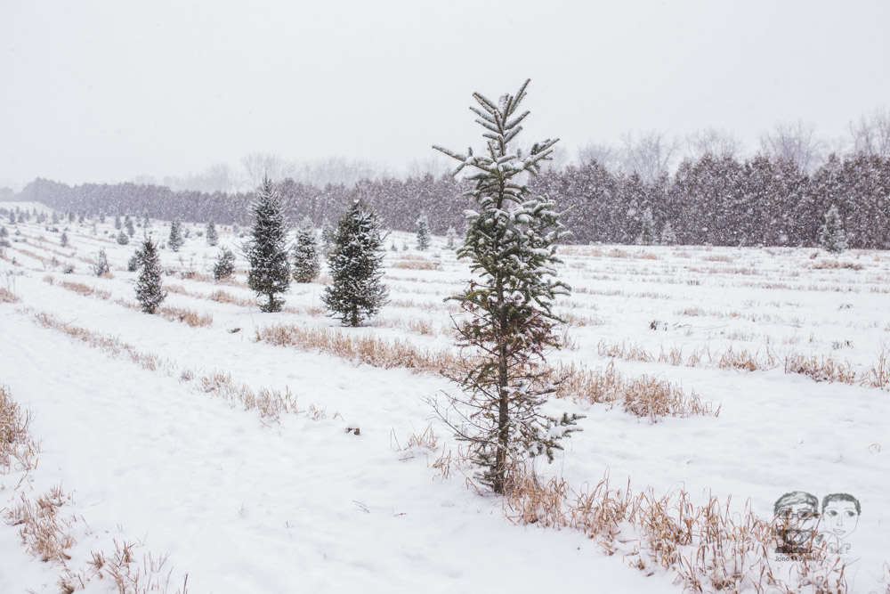 Merry Christmas Tree Farm09.jpg