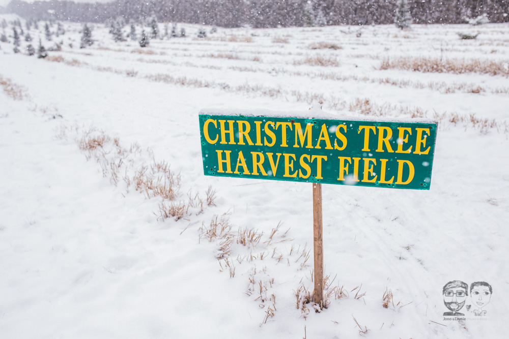 Merry Christmas Tree Farm10.jpg