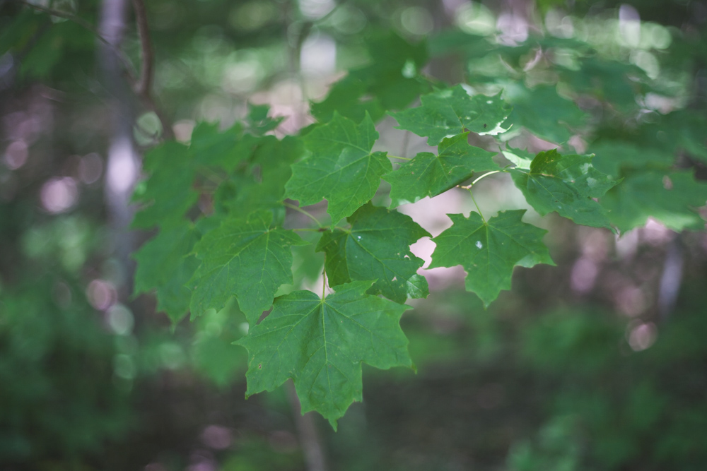 Brantford Lifestyle Photographer2.jpg