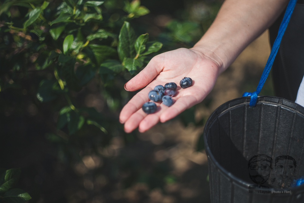 Northfield Berries3.jpg