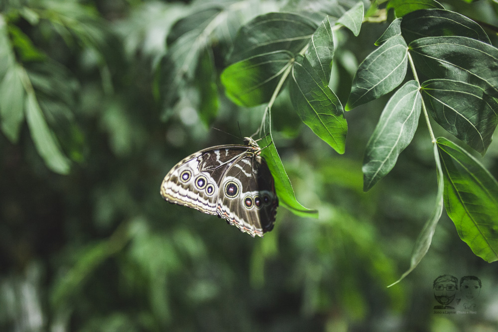 Butterfly Conservatory-JonoLaynie52.jpg