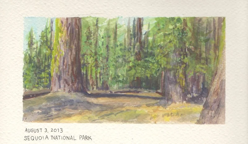 Sequoia.jpg
