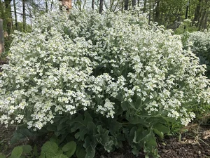 valeriane plante PFLANZE - Baldrian Officinale (Valeriana officinalis)