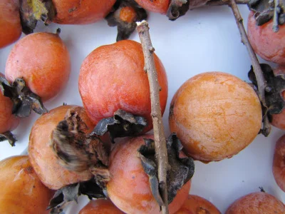20101031persimmons.jpg