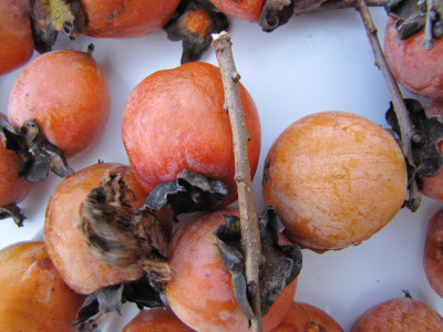 American persimmon tree fruit size