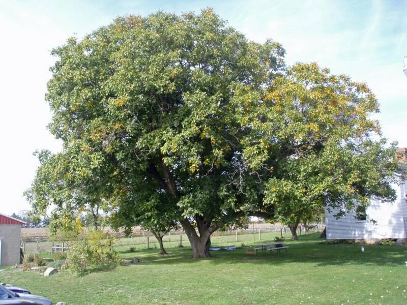 Carpathian Walnut — Edible Acres