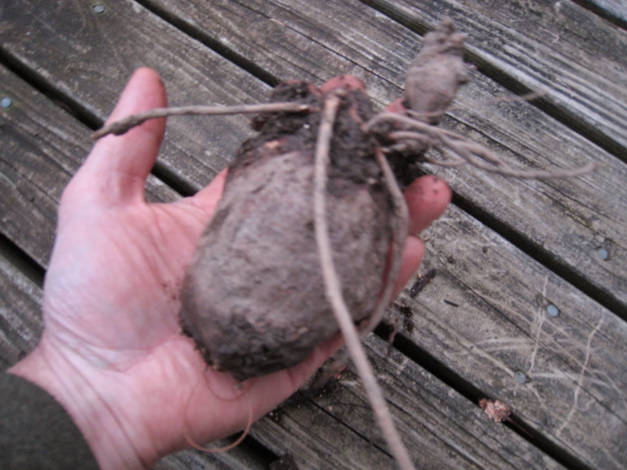 groundnut-under.JPG