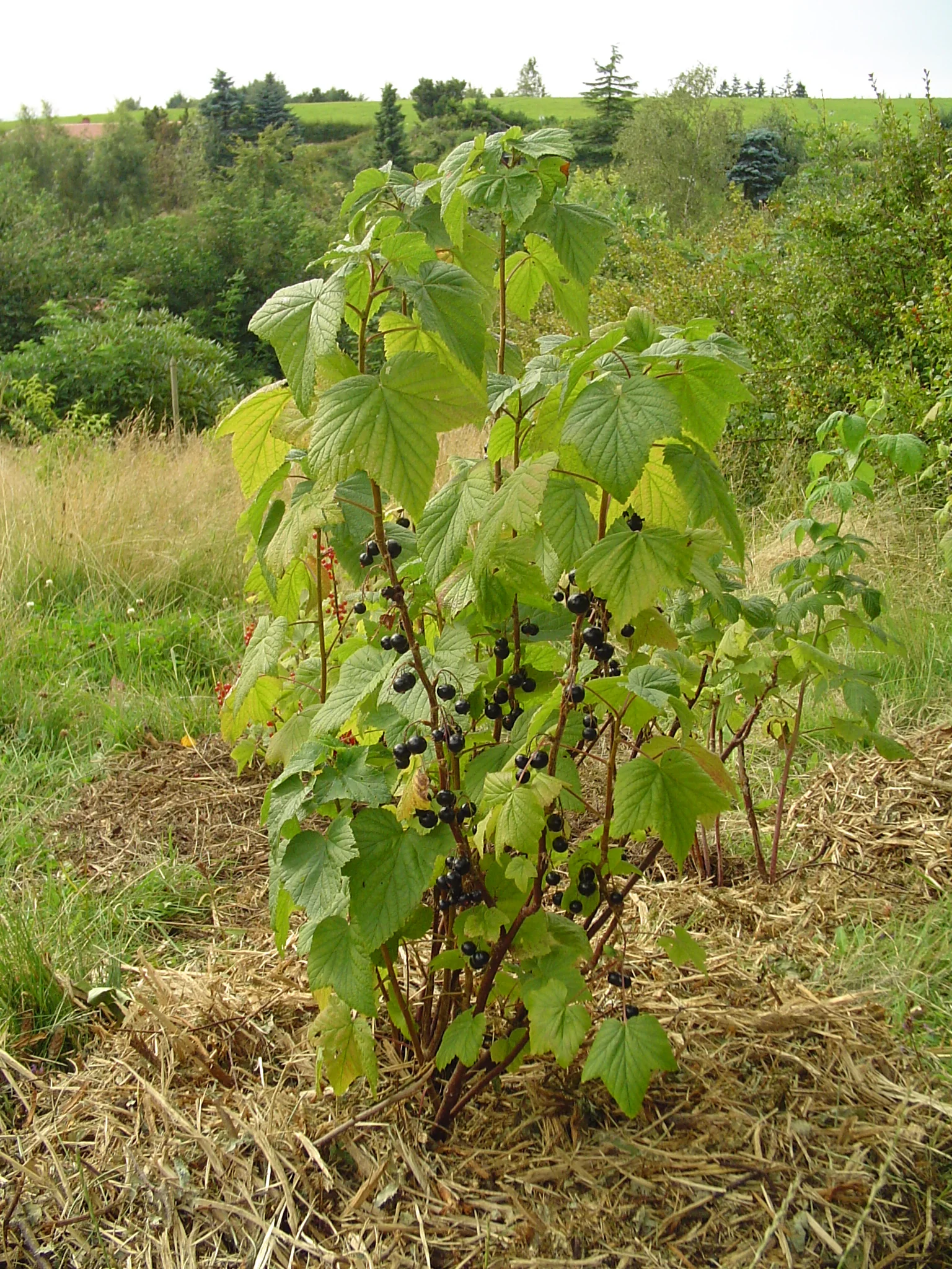 Blackcurrant_1.jpg