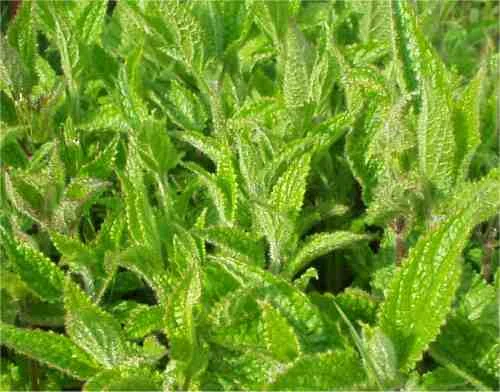 mint-root1.jpg