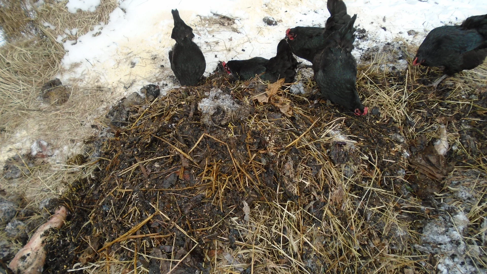 Chickens and Compost - Winter Notes