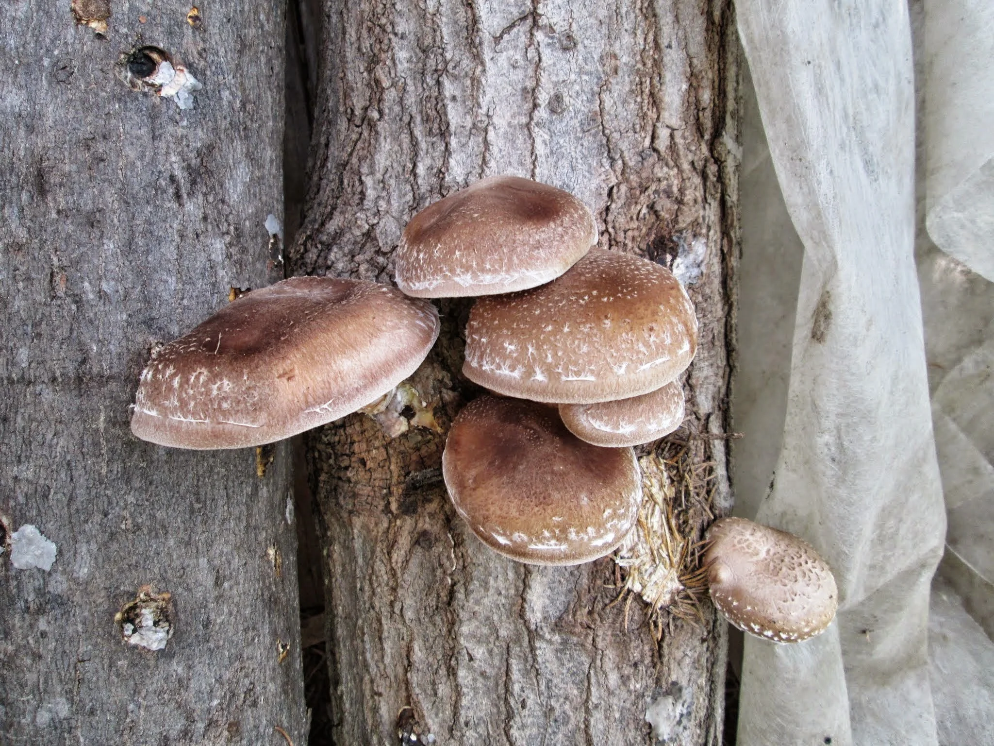 Mushroom Inoculation Workshop March 27th...