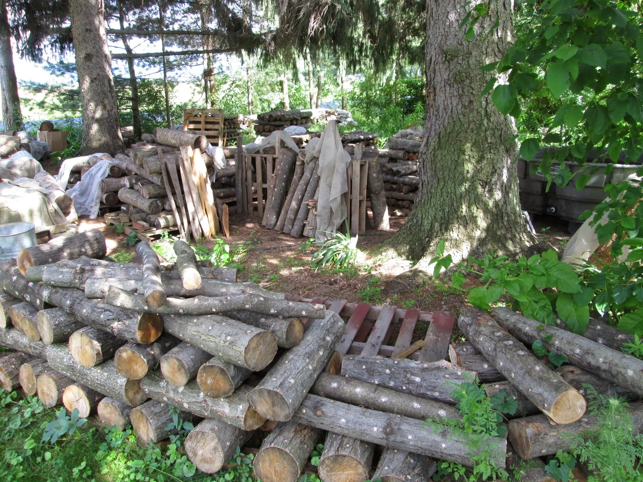 Mushroom Inoculation Workshop March 27th... — Edible Acres