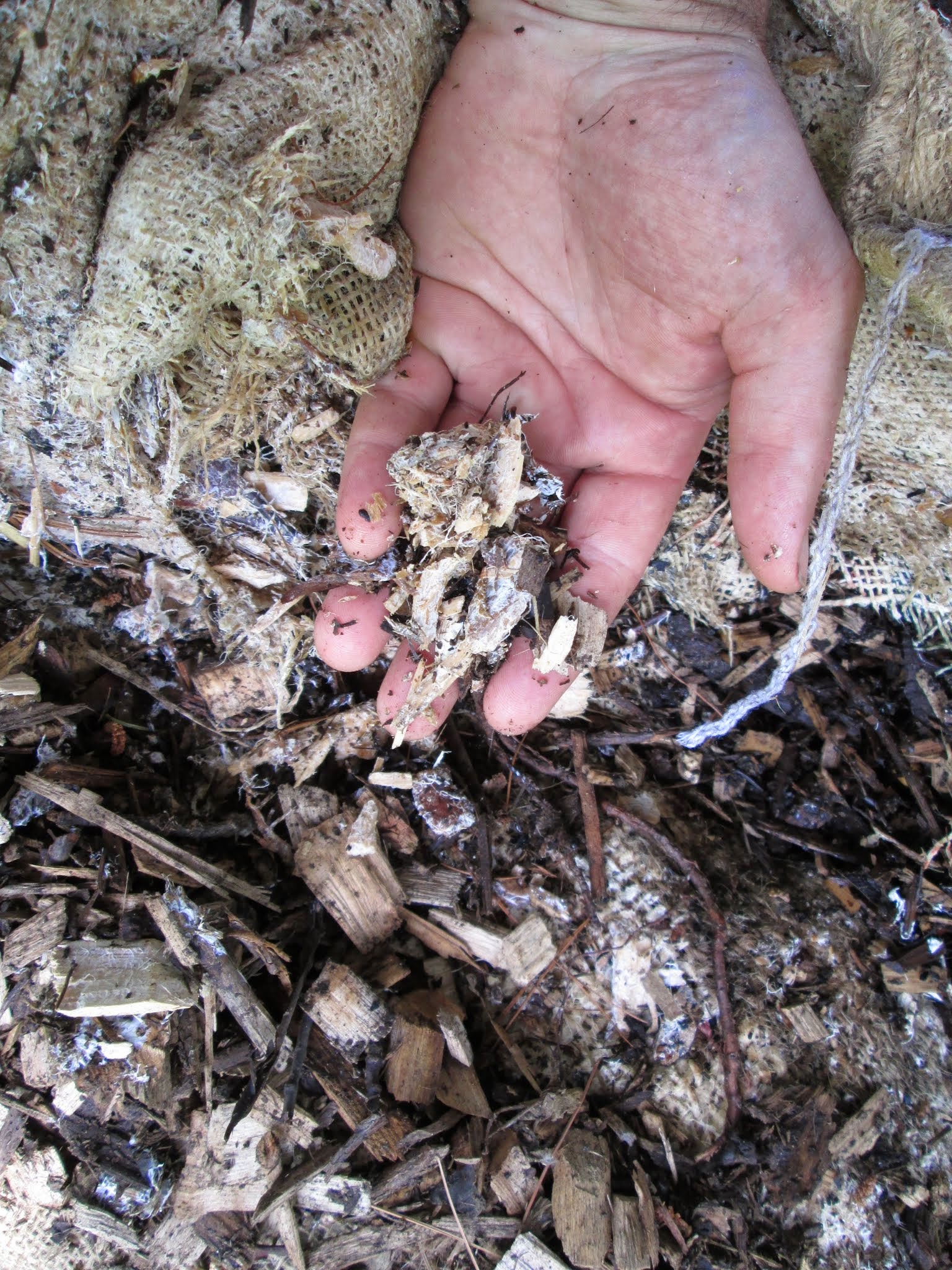 Wine Cap spawn growing like crazy on burlap and woodchips, ready to leap into your garden soil!
