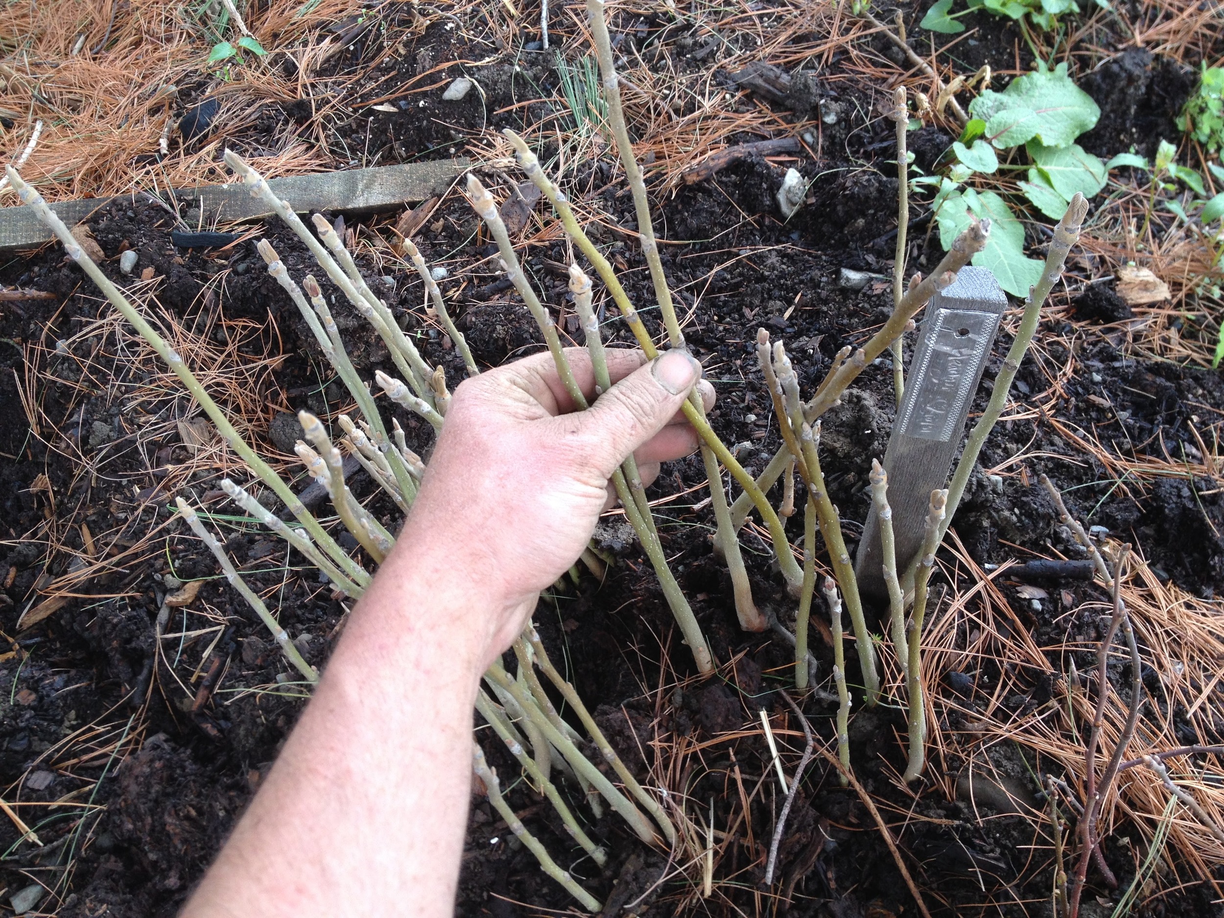 Locally sourced heartnut seedlings with massive roots ready for the big world!