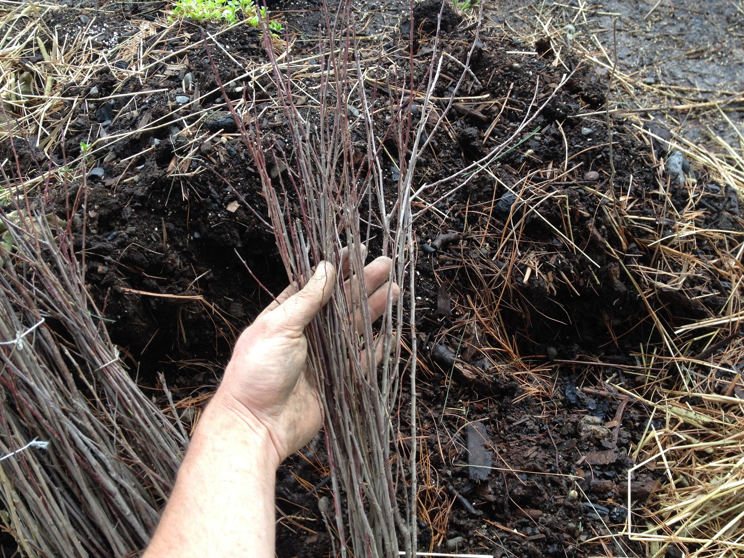 Beautiful American Plum seedlings ready to be planted out with minimal fuss.