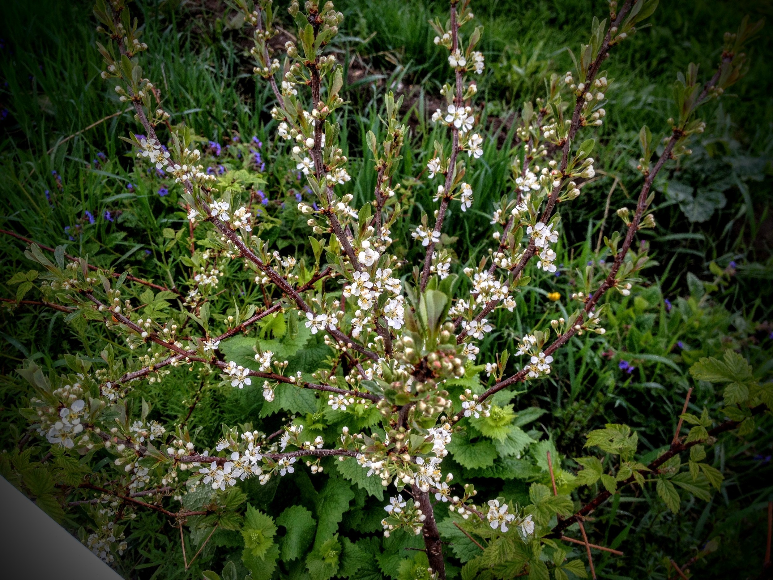 Western Sand Cherry in full flower!