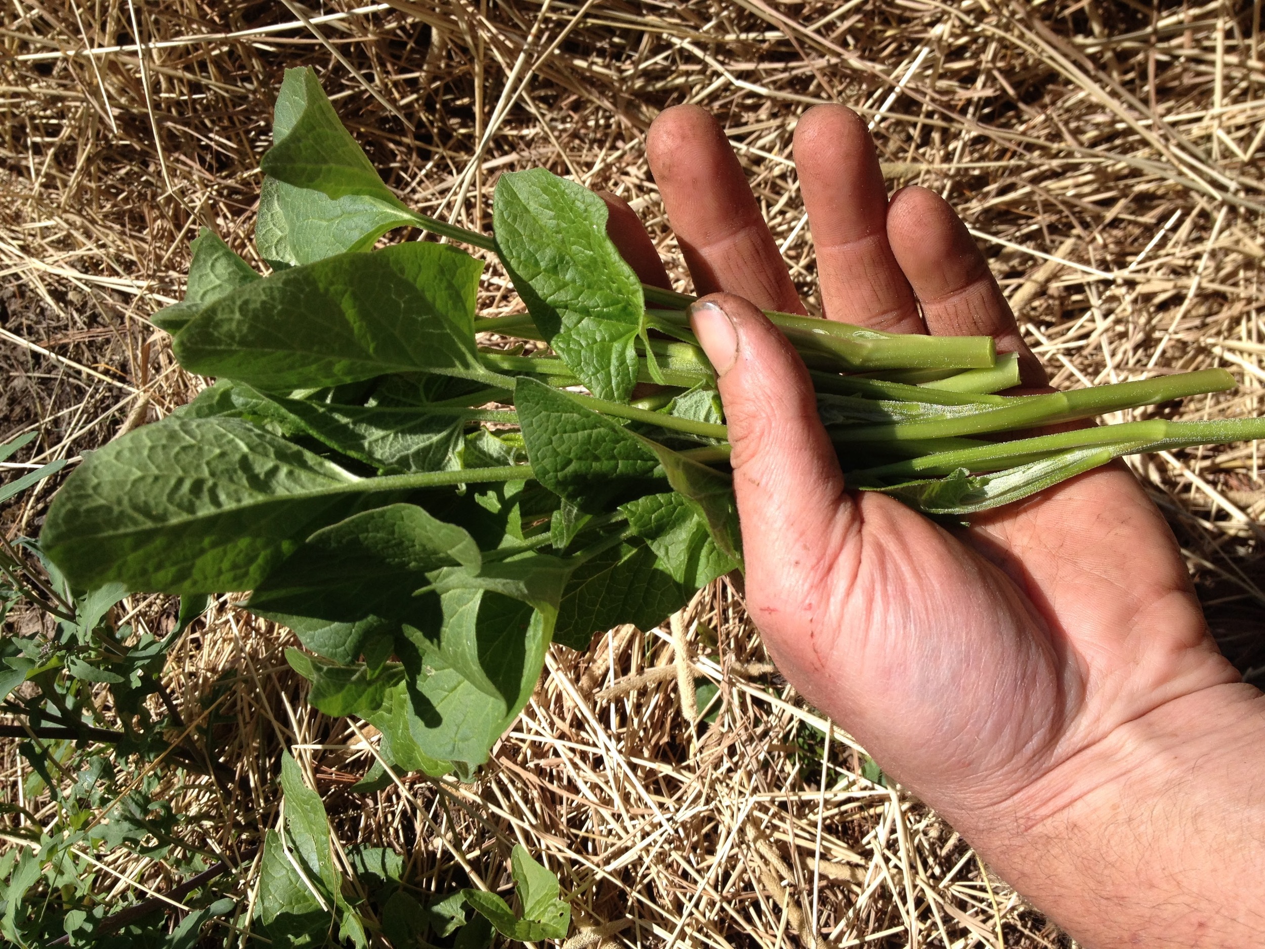 Good King Henry (perennial spinach) getting ready to be lunch.