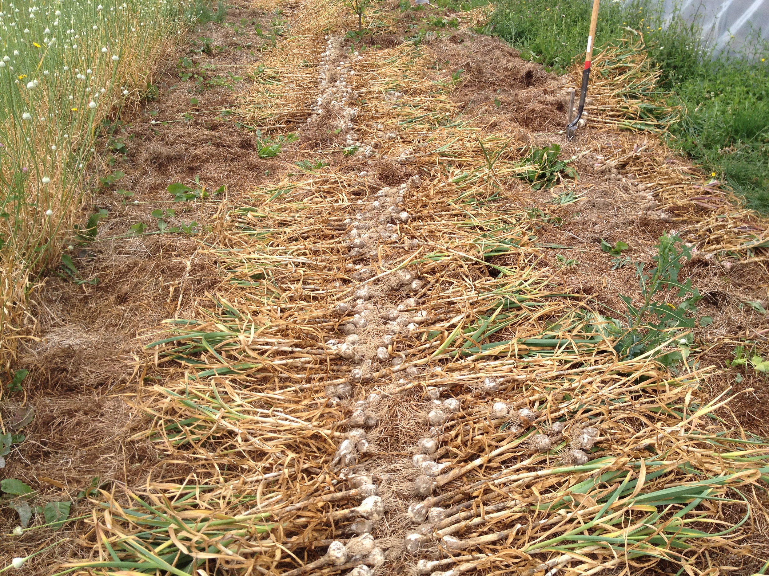 Initial pull of garlics, letting them get some drying and sun time on them before they are bundled and hung.