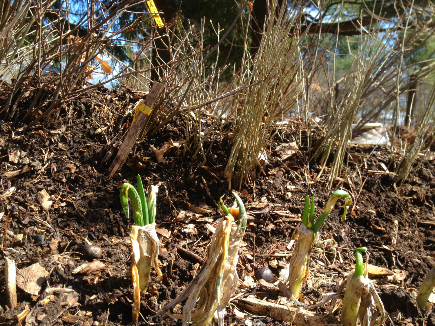  Japanese Welsh Onions provide protection from rabbits to our hundreds of baby trees 