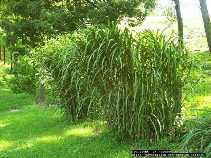 Miscanthus Grass  Edible Acres
