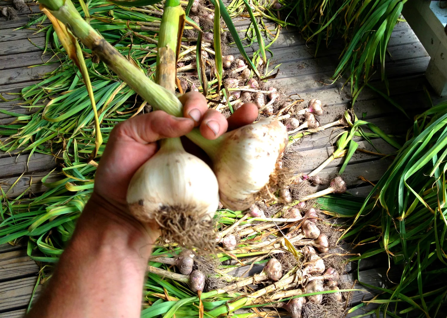 garlic-sized.jpg
