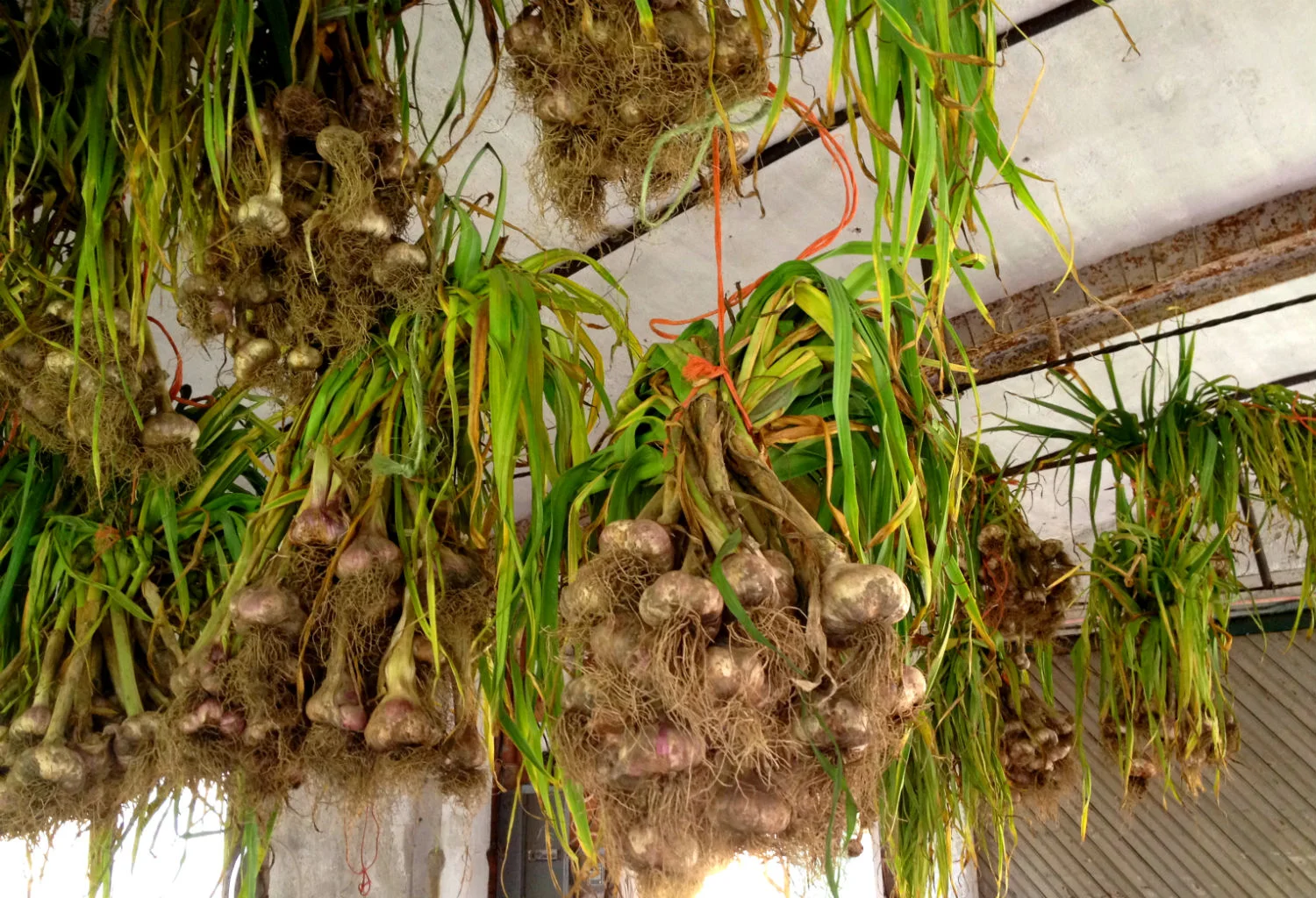 garlic-hang.jpg