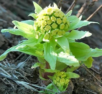 fuki flower.jpg