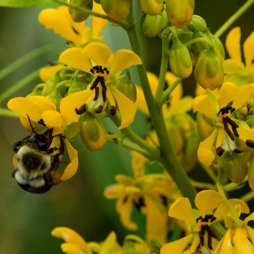 Senna - Wild Senna — Edible Acres