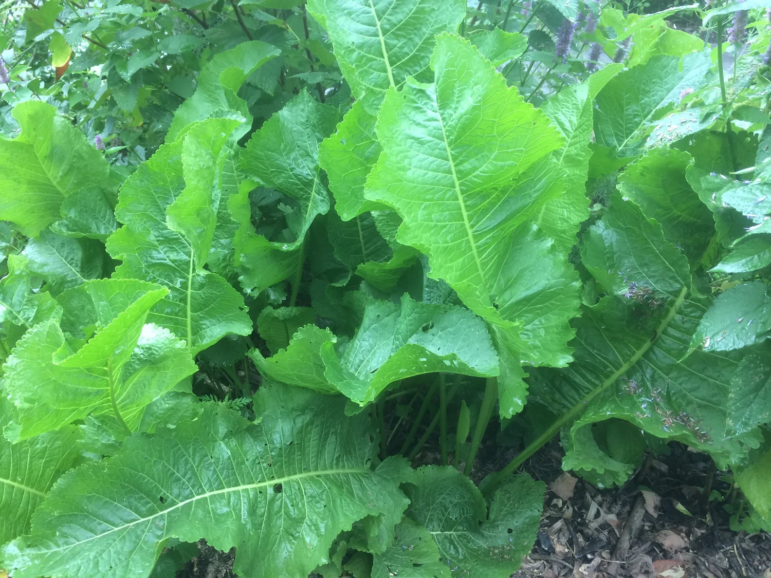 Horseradish Leaves