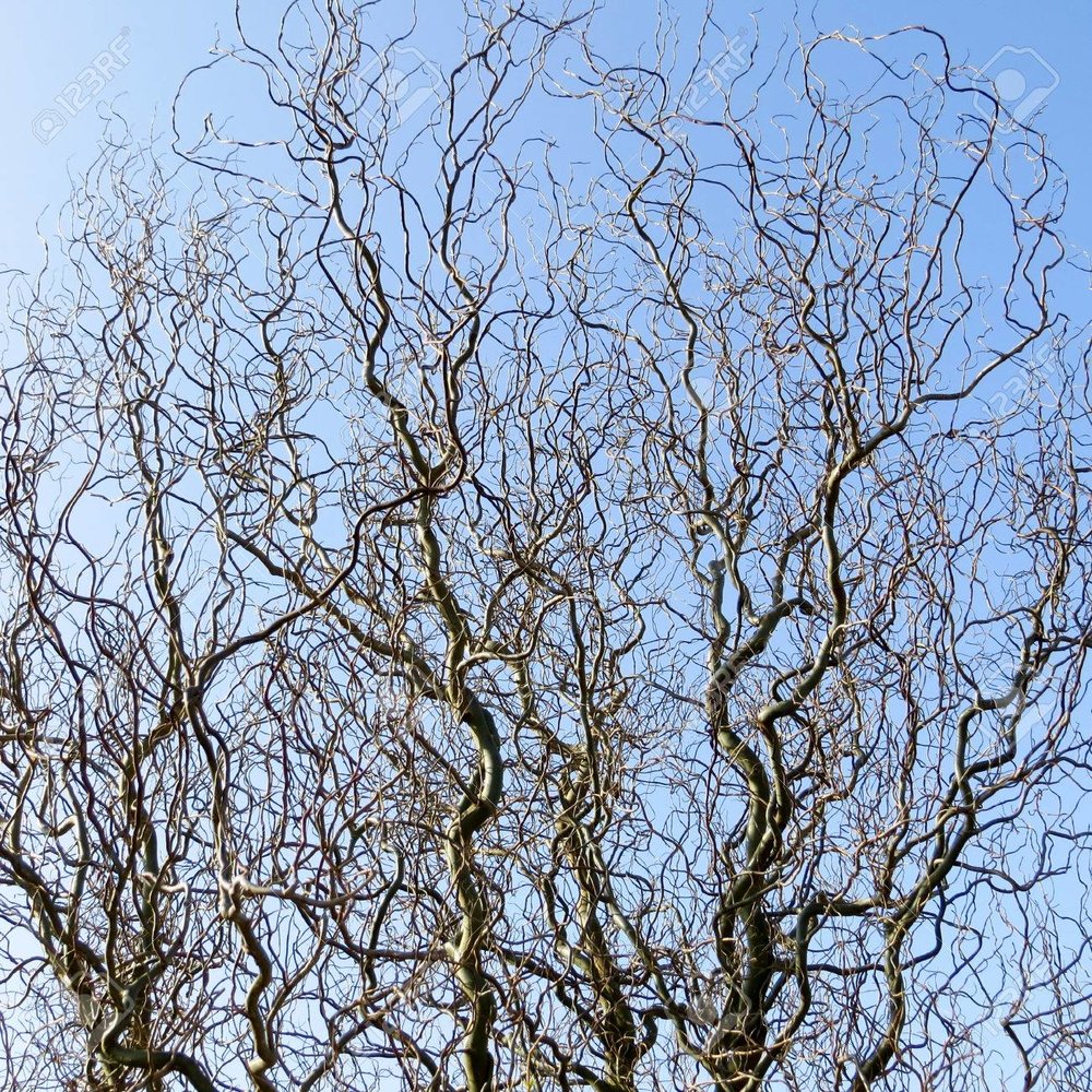 Golden Corkscrew Willow Branches