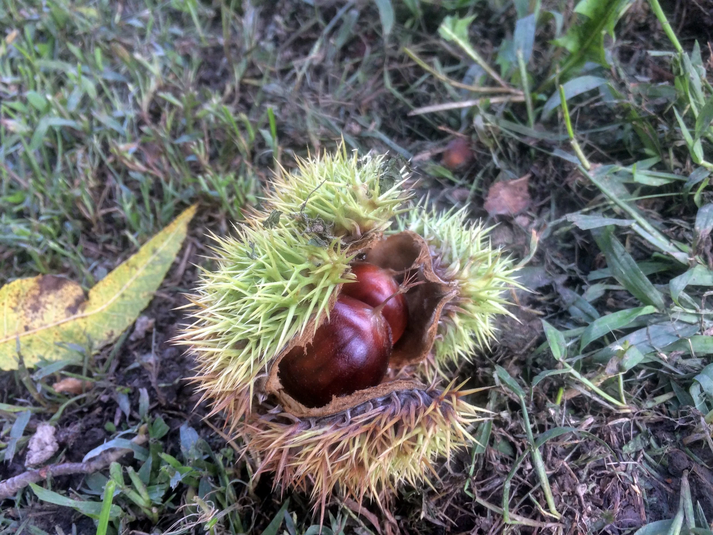 chestnut1.JPG