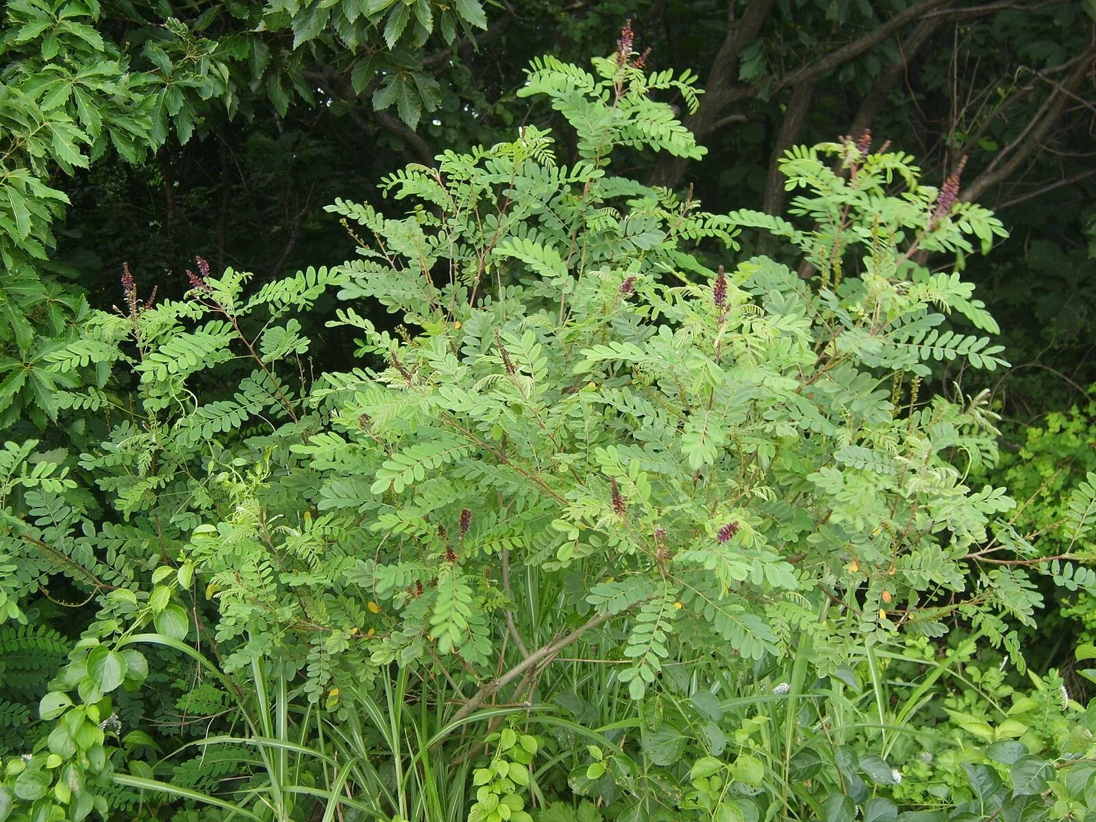 Amorpha_fruticosa_02.JPG