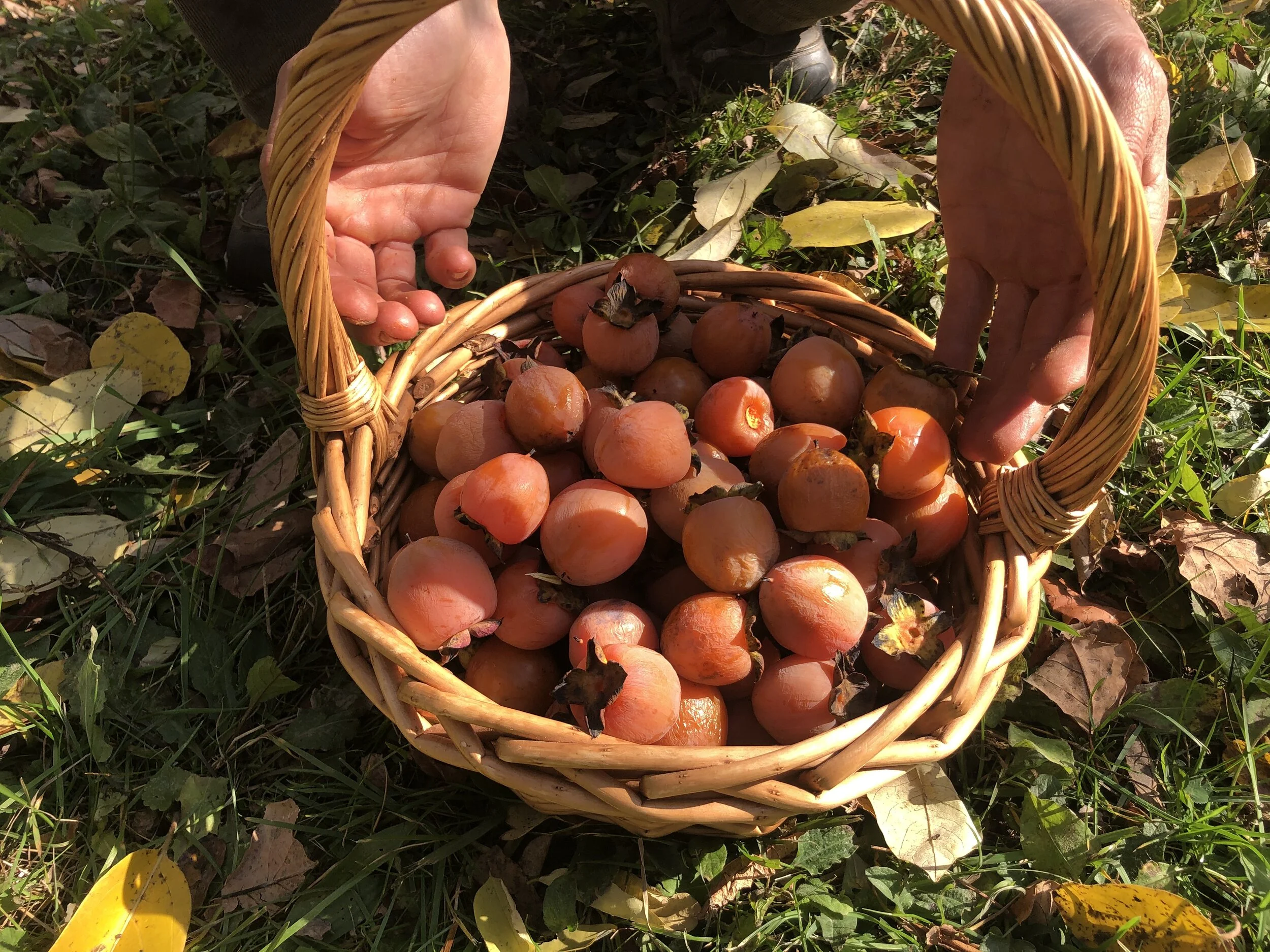 American Persimmon Edible Acres IMG 0332.JPG