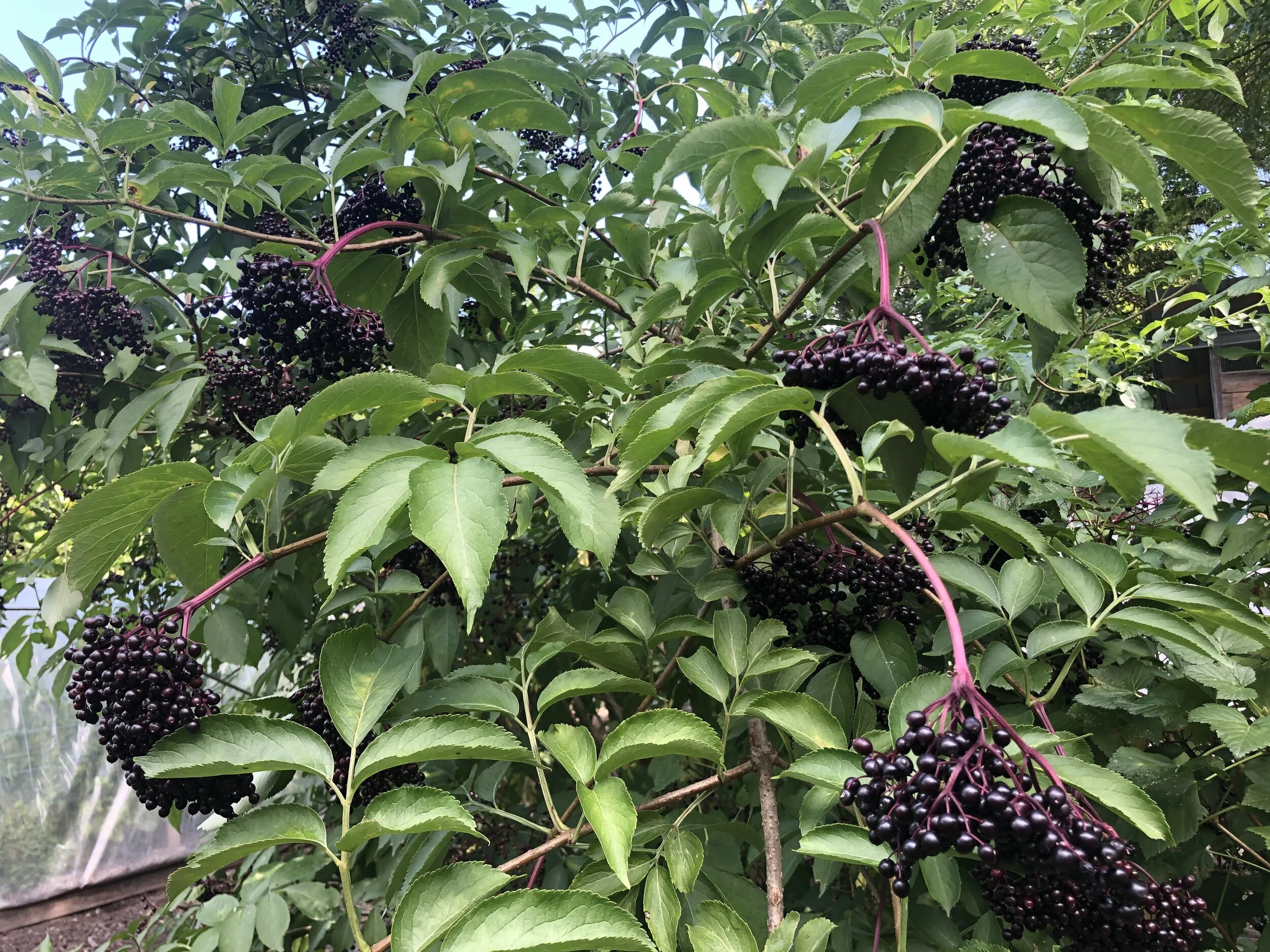 Elderberry