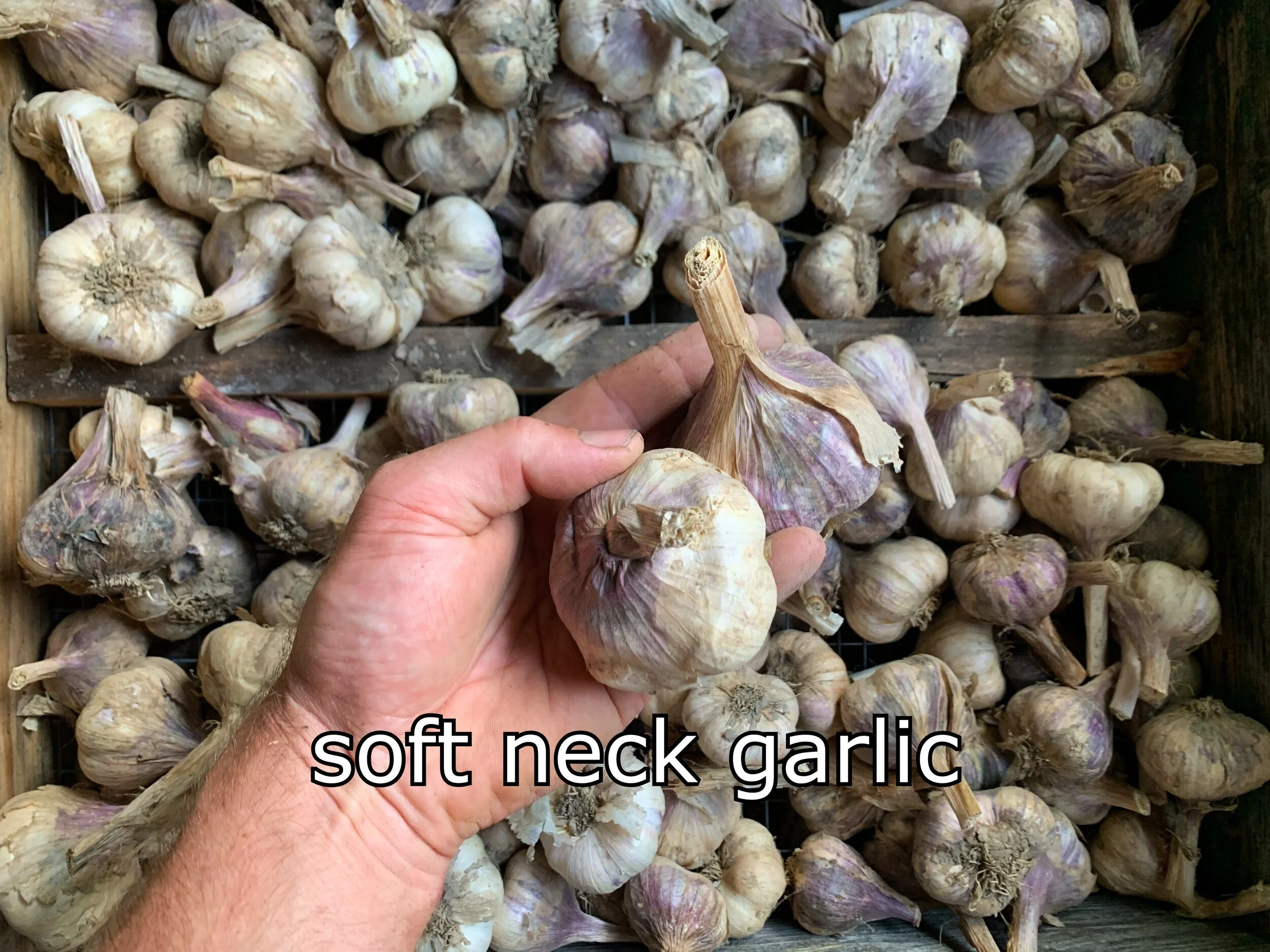 softneck.jpeg