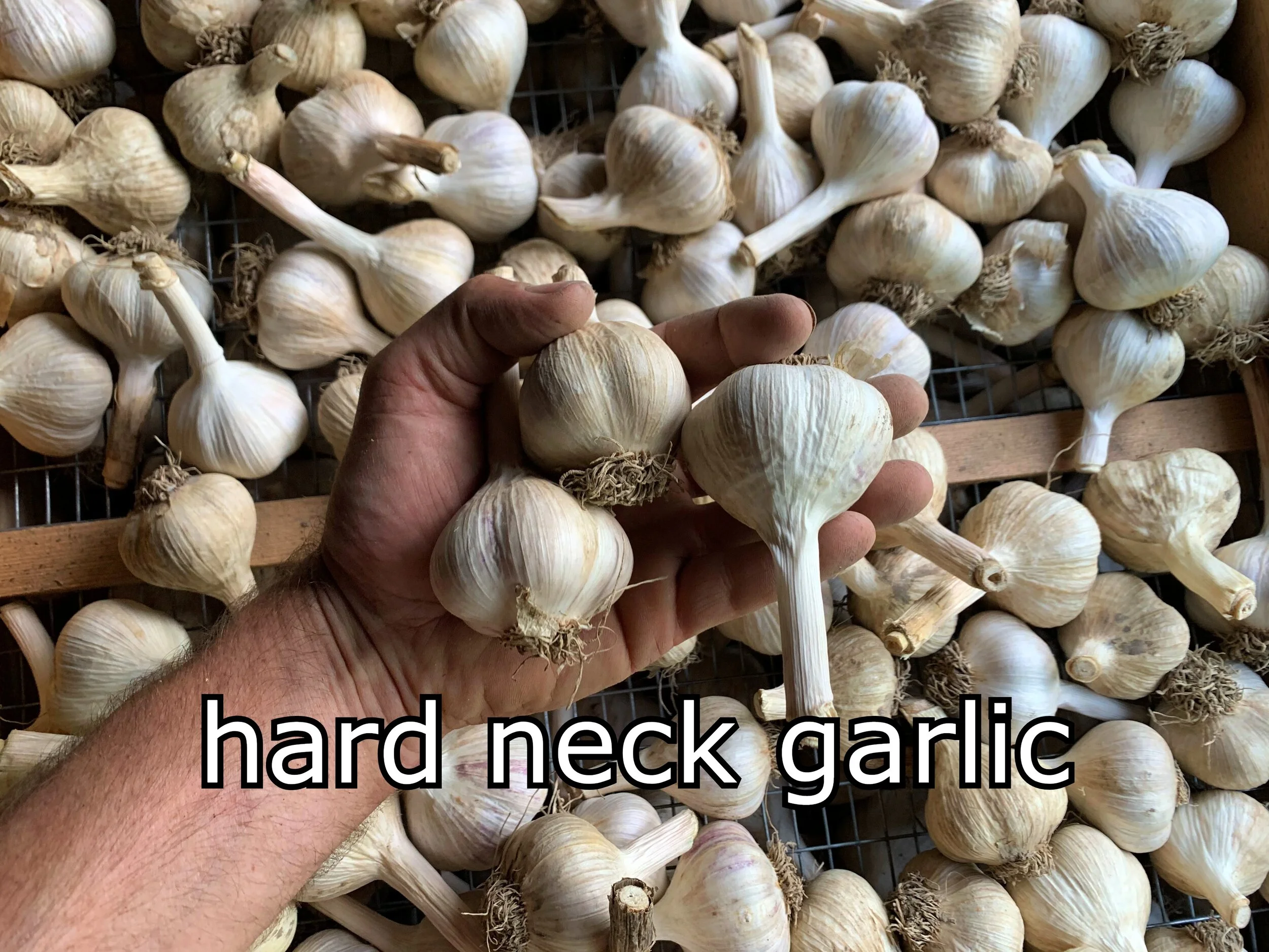 hard.jpeg