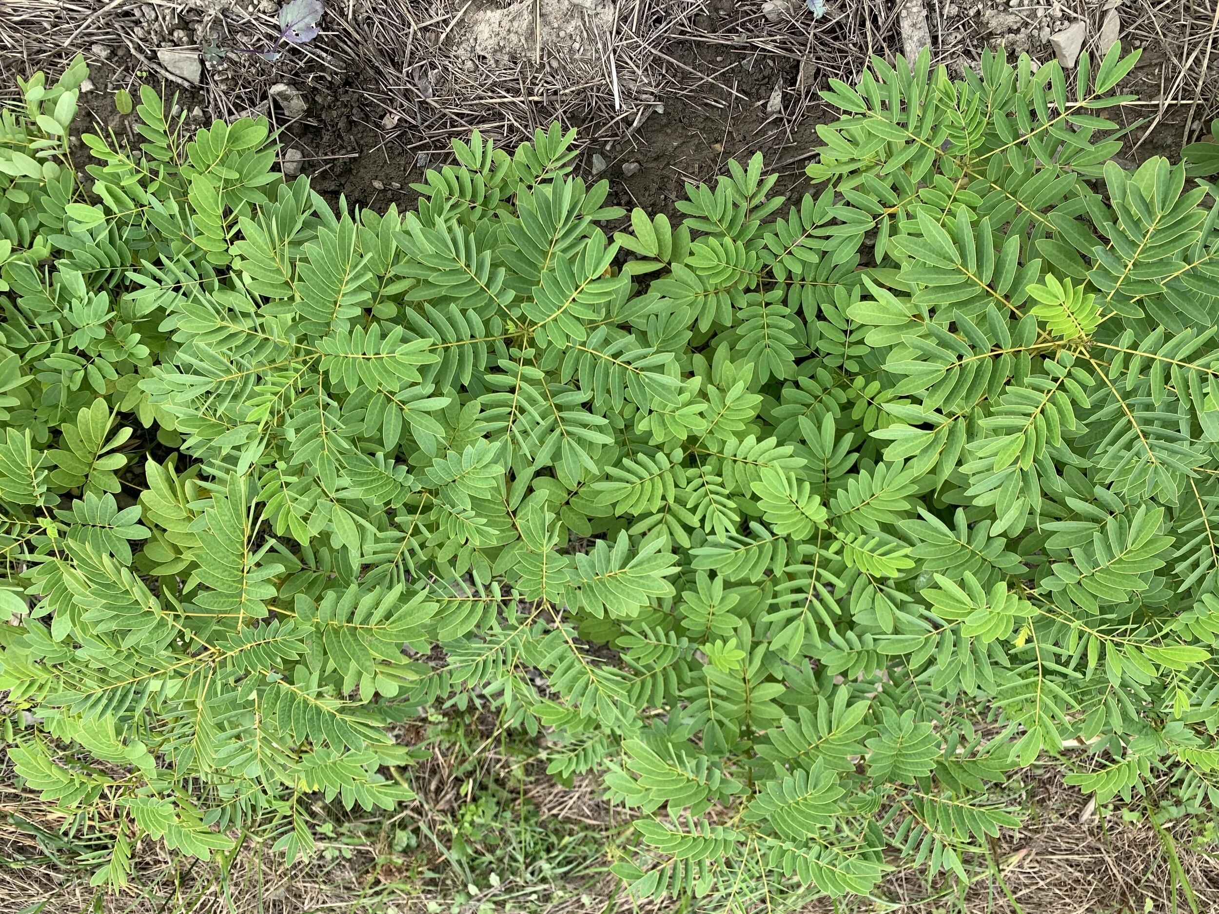 Senna - Wild Senna — Edible Acres