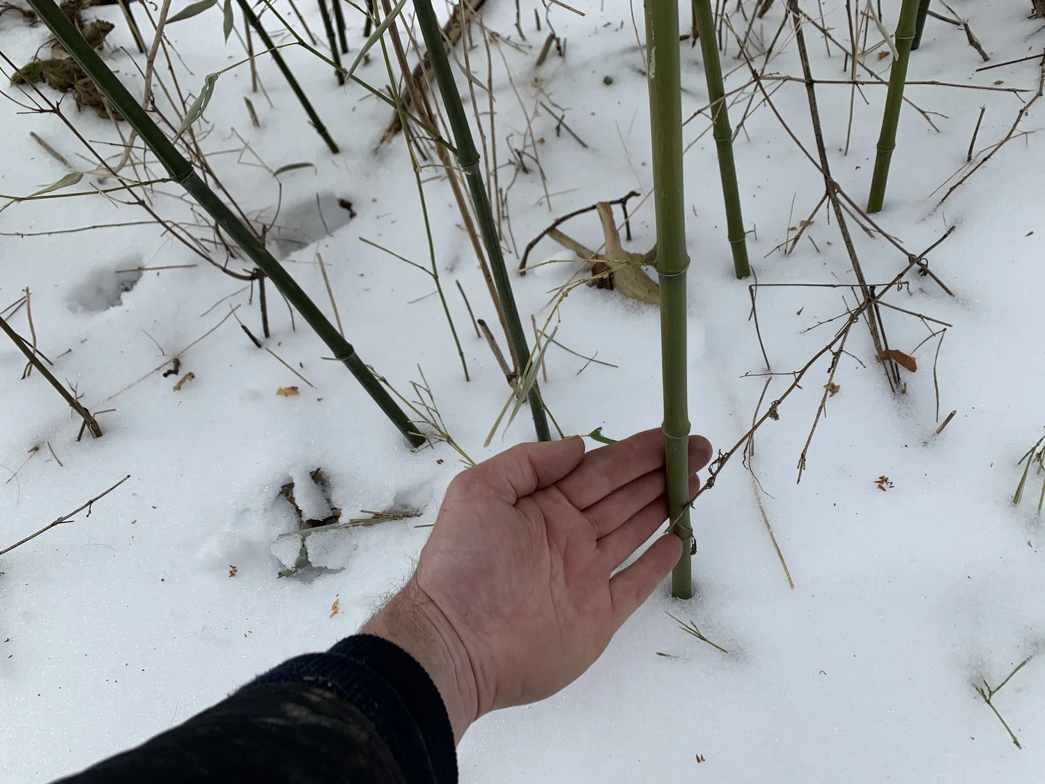 What Kind of Bamboo Can Survive Cold Weather: Top Hardy Varieties