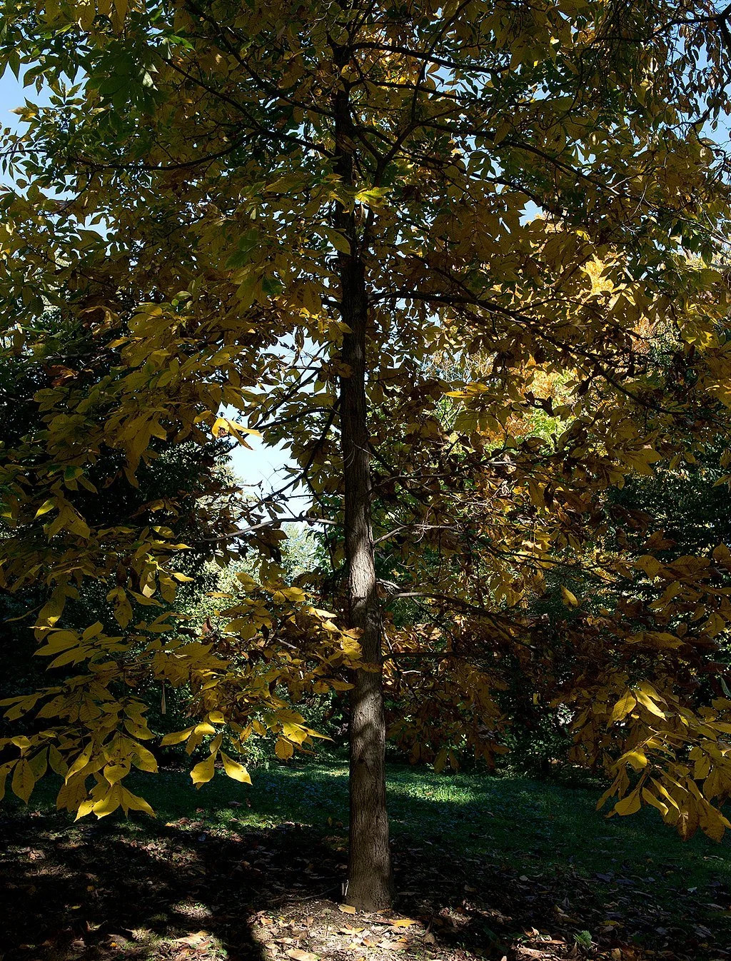1024px-Carya_laciniosa_(Shellbark_Hickory)_(38246402661).jpg