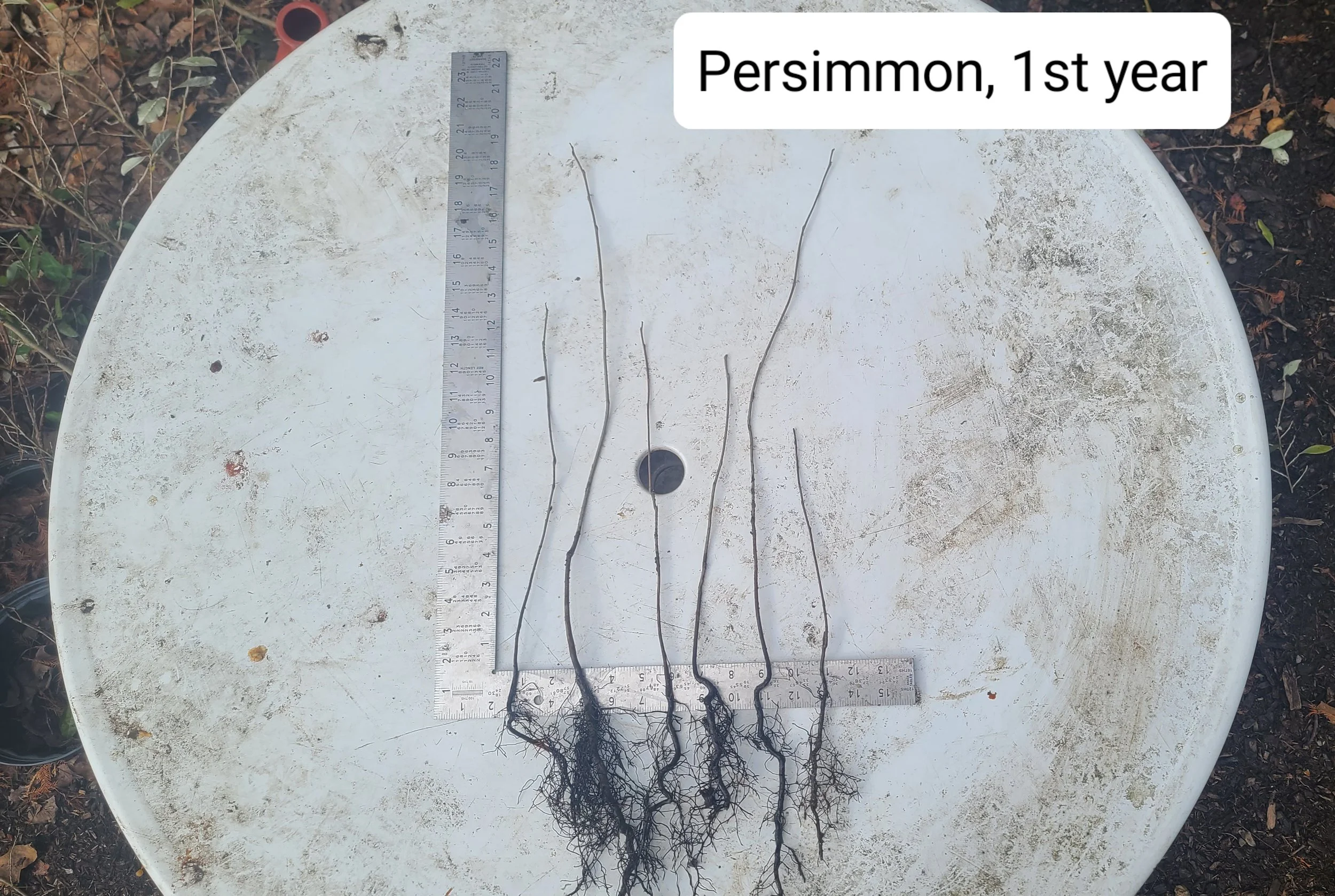 persimmon-1st.jpg