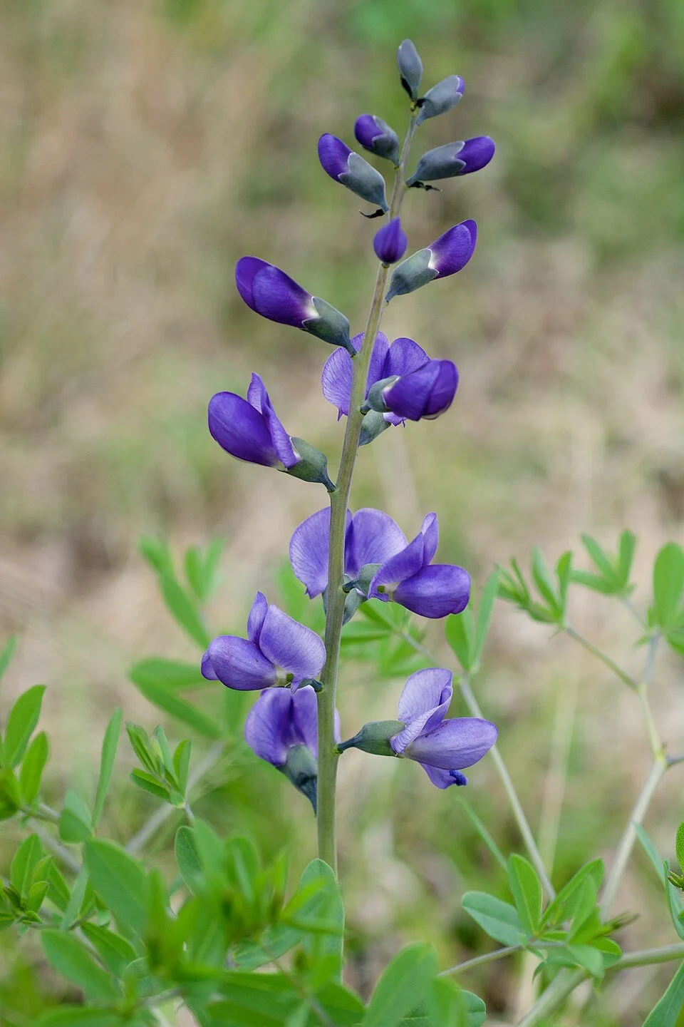 Baptisia_australis.jpg