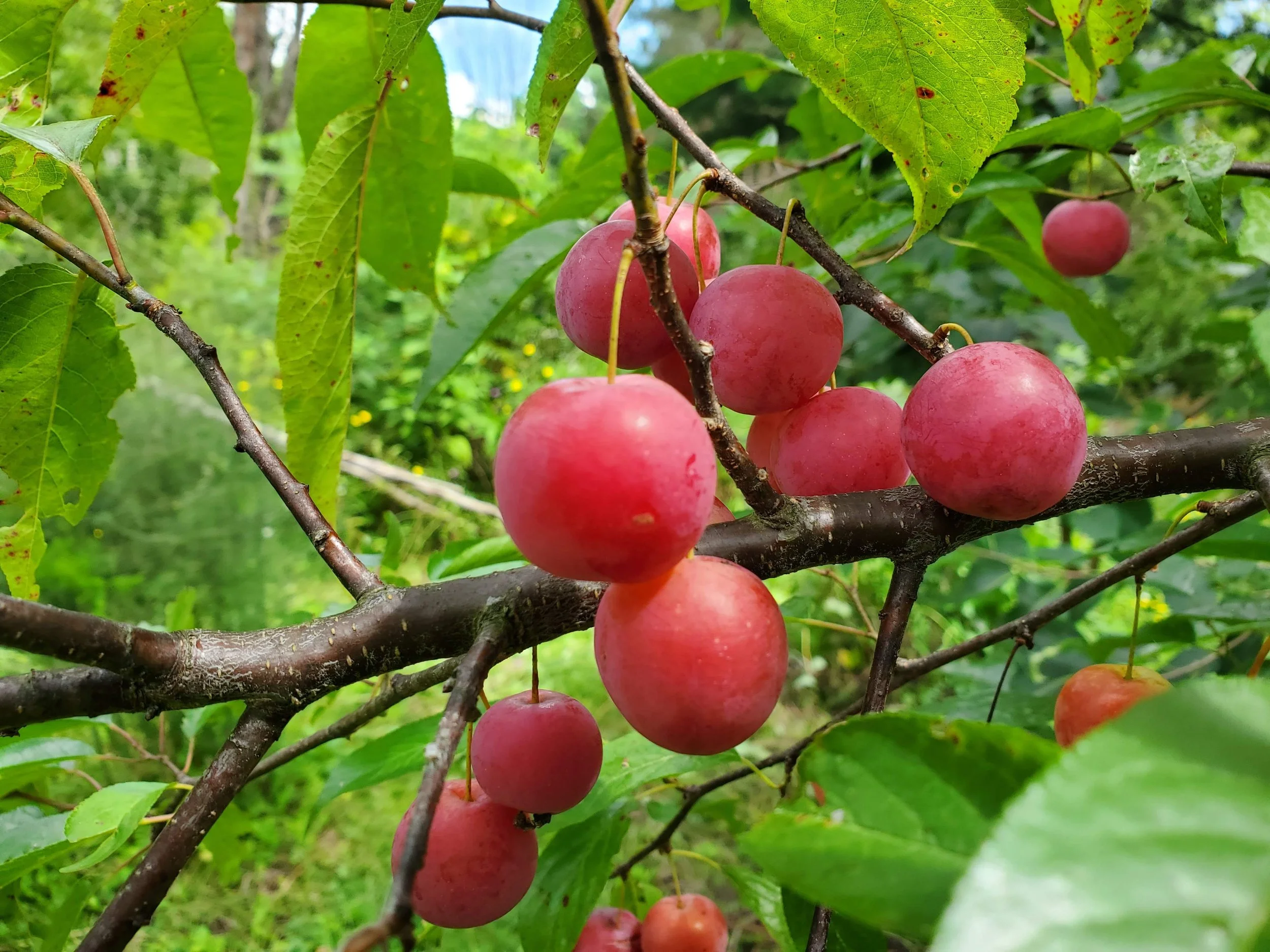 Plum