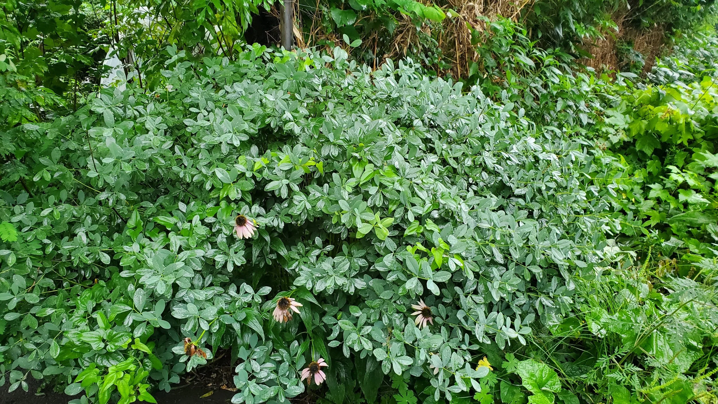 baptisia.jpg